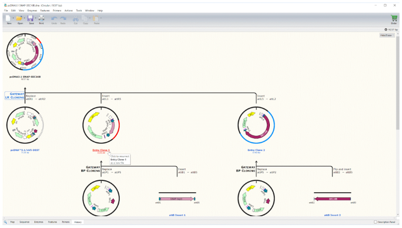 SnapGene软件 记录.png