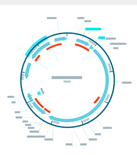 分子生物学软件SnapGene介绍.png