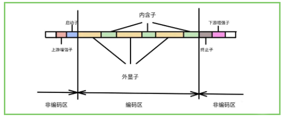 SnapGene软件_ 对于基因进行标注