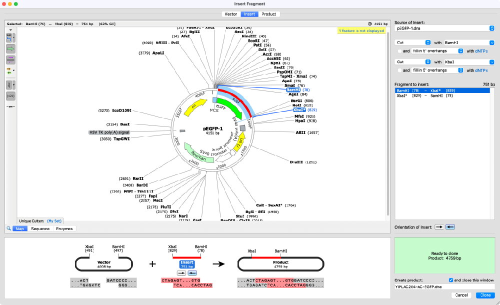 SnapGene 6.0.2版本界面.png