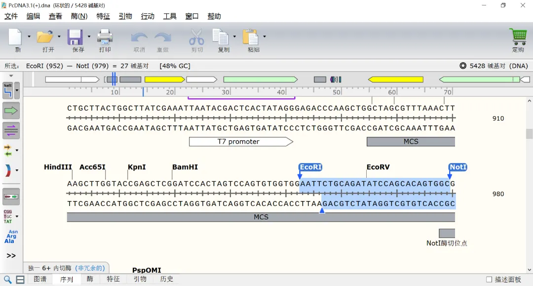 图2-2-2 PcDNA3.1（+）质粒序列.jpg